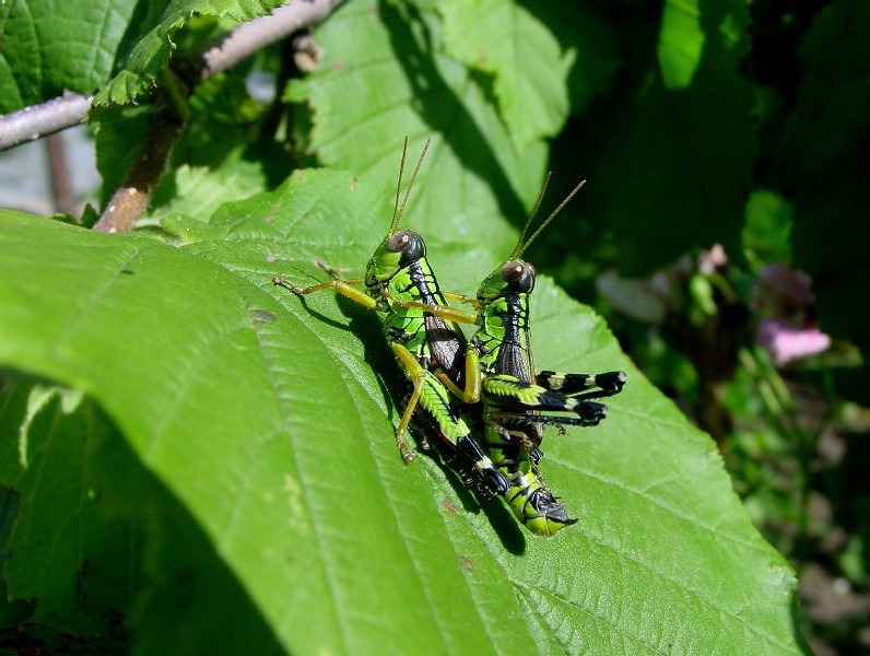 Kisella irena, Mantis religiosa, Barbitistes sp.,Tettigonia viridissima